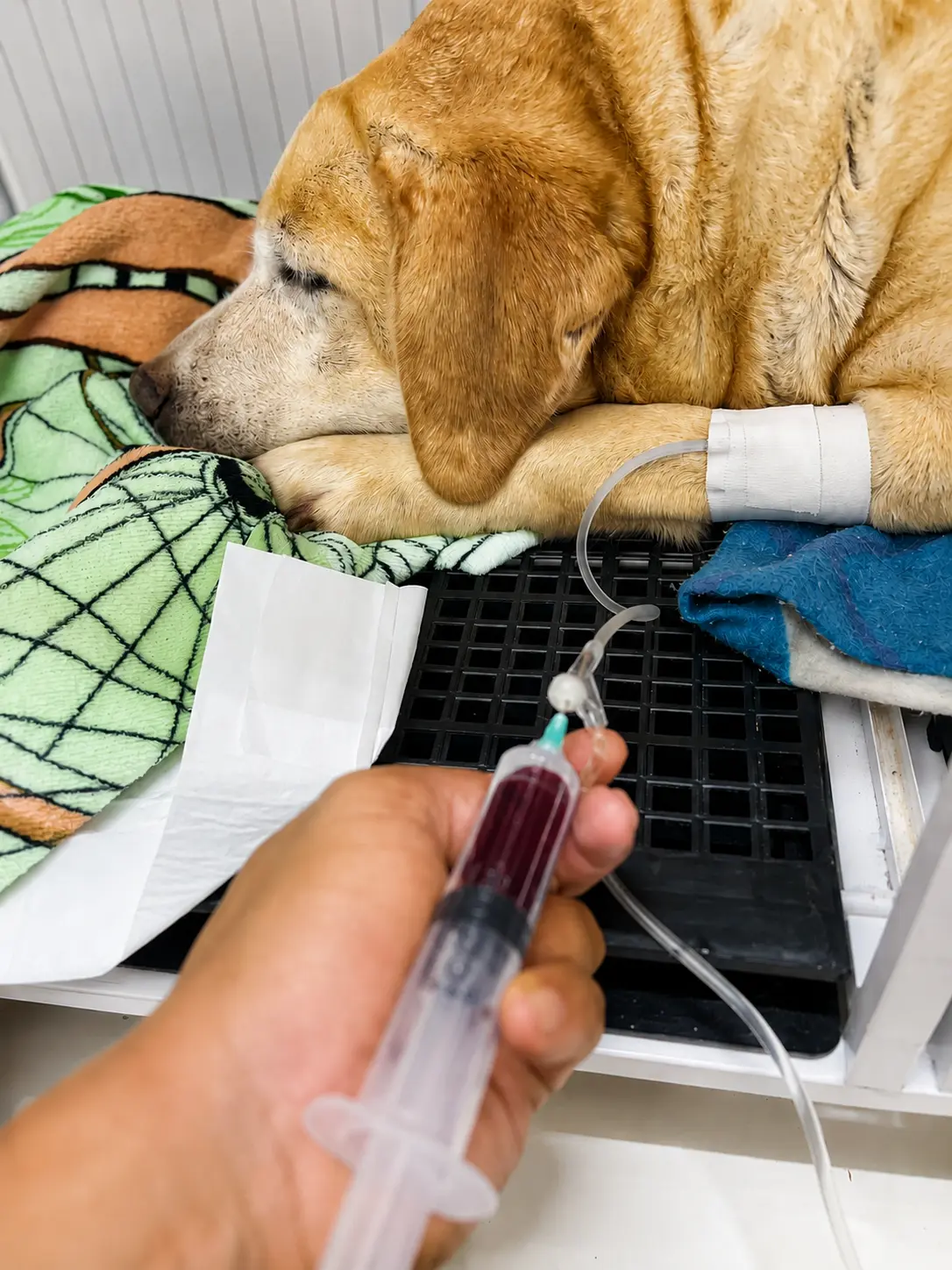 cuidado veterinário em procedimento clínico