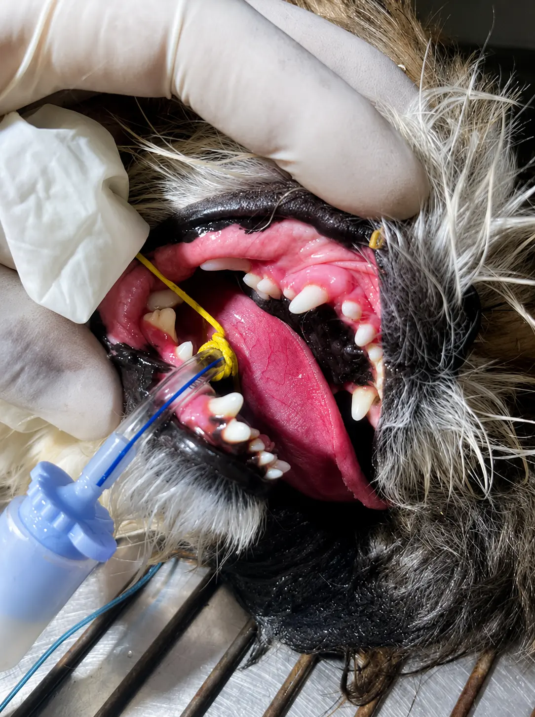 procedimento odontológico veterinário em cão