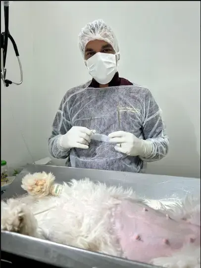 cirurgia em cachorro brasilia (1)